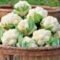 Cauliflower (Phoolgobhi) 500 Gm