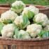 Cauliflower (Phoolgobhi) 500 Gm