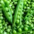 Fresh Green Peas (Matar) 1 Kg